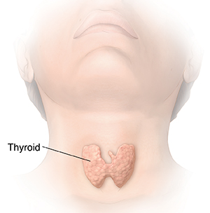 3-82164	Common Thyroid Problems	Illustrations (3)	Medical illustration				Front view of head and neck showing thyroid.
