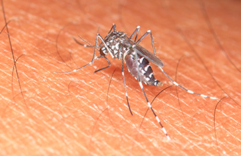 Aedes mosquito