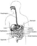 Anatomy - Gastrointestinal