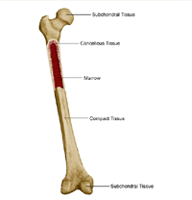 Anatomy of  a bone