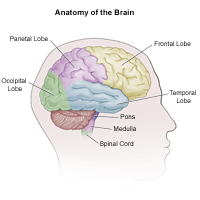 Anatomy of  the brain, adult