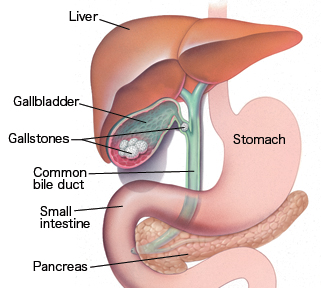 Front view of liver, gallbladder, stomach, and pancreas.