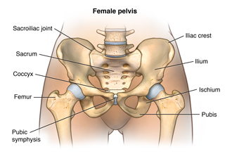 Anatomy of the female pelvis showing the sacroiliac joint, the sacrum, the coccx, the femur,the pubic symphysis, the pubis, the ischium, the ilium, and the iliac crest