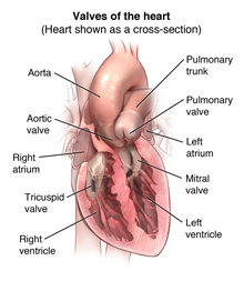Anatomy of the heart showing the heart valves