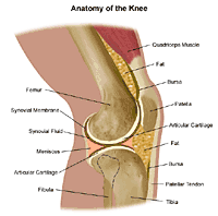 Anatomy of the knee joint