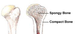 anatomy of the long bones