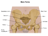 Anatomy of the male pelvis