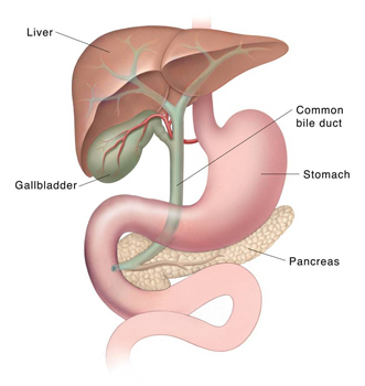 Biliary system