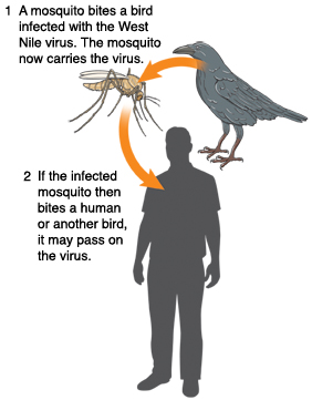 Bird, mosquito, and outline of person. Mosquito bites infected bird. Mosquito now carries virus. If infected mosquito bites human or another bird, virus may be passed on.