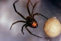 Black Widow Spider