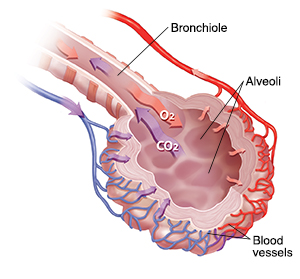 Bronchiole and alveolar sac with blood supply showing oxygen/carbon dioxide exchange.