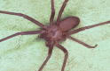 Brown Recluse Spider