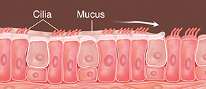 Cells with cilia and mucus on top. Arrows show mucus being swept along.