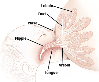 Closeup of baby nursing at breast showing anatomy: lobule, duct, nipple, areola, and baby's tongue and nose.