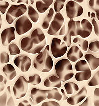 Closeup of thin, delicate bone.