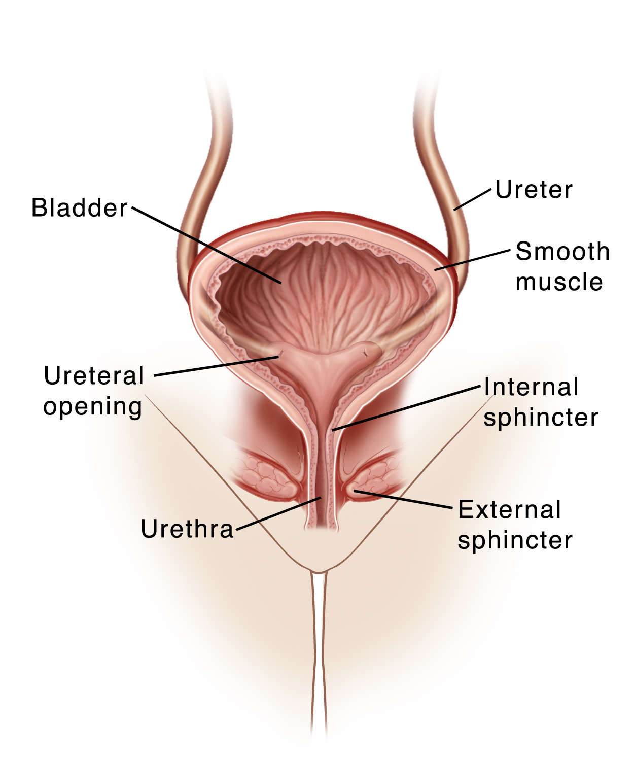 Cross section of a woman's bladder