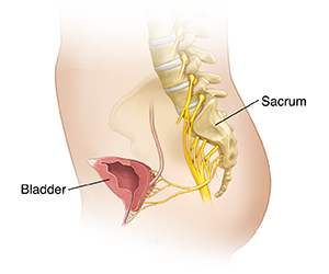 Cross section of female pelvis showing sacrum, sacral nerves, and bladder.