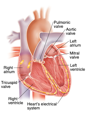 Cross section of heart showing conduction system.