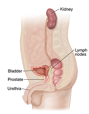 Cross section of male pelvis and abdomen highlighting urogenital tract.  