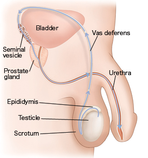 Cross section side view of male reproductive anatomy.