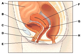 Cutaway view of pelvis showing the small intestine, bladder, pubic bone, urethra, pelvic floor muscles, uterus, vagina, and rectum.