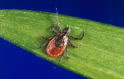 Deer Tick (Black-Legged Tick)