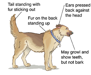 Dog showing signs of aggression.