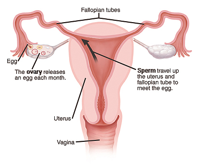 During each menstrual cycle, one of the ovaries releases an egg. This egg travels into a fallopian tube. After vaginal intercourse, sperm can enter the tube and fertilize the egg. The fertilized egg then implants in the wall of the uterus. If the egg isn’t fertilized, it is absorbed by the body. Or, it’s discharged during your monthly period.