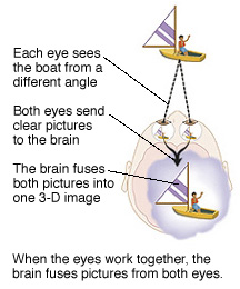 Each eye sees the object from a different angle. Each eye sends its picture to the brain where it is fused into one 3D image.