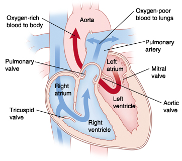 Front view cross section of heart showing atria on top and ventricles on bottom. Atrial septum is between right atrium and left atrium.