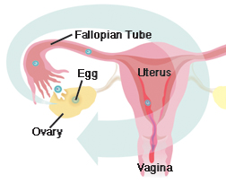 Front view cross section of uterus, vagina, fallopian tube, ovary, and egg. Arrow shows path of egg from ovary to lining of uterus.