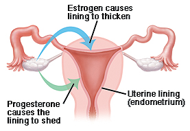 Front view cross section of uterus, vagina, fallopian tubes, and ovaries. Lining of uterus is endometrium. Arrow from ovary to uterine lining shows progesterone causing lining to be shed. Arrow from ovary to uterine lining shows estrogen causing lining to thicken. 