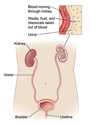 Front view of  bladder, urethra, and kidneys. Inset showing waste moving out of blood and creating urine.
