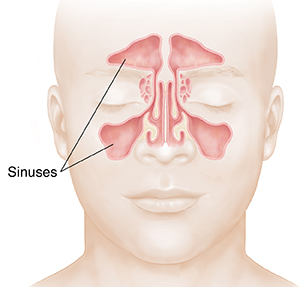 Front view of face showing sinuses.