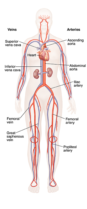 Front view of female body showing heart, arteries, and veins.