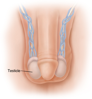 Front view of male pelvis showing penis, scrotum, testicles in scrotum, urethra, and vas deferens.