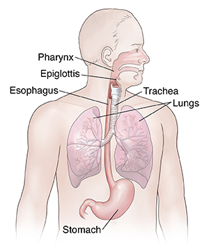 Front view of man showing respiratory and upper digestive anatomy.