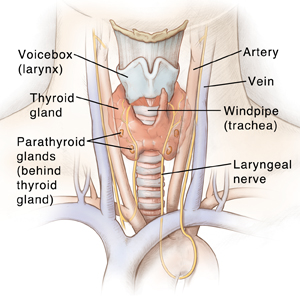 Front view of neck showing voicebox (larynx), thyroid gland, parathyroid glands, windpipe (trachea), the laryngeal nerve, and the large blood vessels.