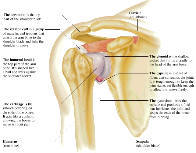 Front view of shoulder anatomy showing bones, muscles, tendons, and ligaments. Acromion is top part of shoulder blade. Rotator cuff is group of muscles and tendons that attach arm bone to shoulder blade and help shoulder move.  Humerus is arm bone. Humeral head is top part of arm bone shaped like ball and resting against shoulder socket. Scapula is shoulder blade. Glenoid is shallow socket that forms cradle for head of arm bone. Cartilage is smooth covering on ends of bones, cushioning them and allowing them to move without pain. Capsule is sheet of fibers that surround joint. Capsule is tough enough to keep joint stable yet flexible enough to allow it to move freely.