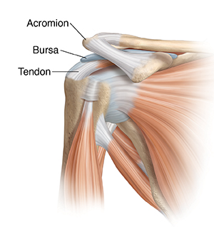 Front view of shoulder joint with muscles.