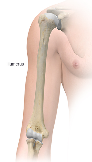 Front view of upper arm showing humerus.