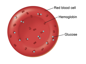 Healthy red blood cell.