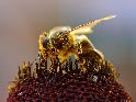 Honeybee Collecting Pollen