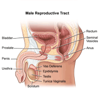 Illustration of  the anatomy of the male reproductive tract