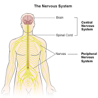 Illustration of central nervous system.