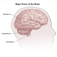 Illustration of lateral view of brain and divisions into cerebrum, cerebellum, and brainstem