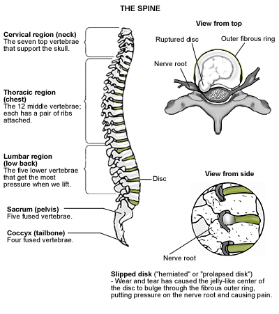 Illustration of spine