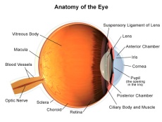 Illustration of the anatomy of the eye.