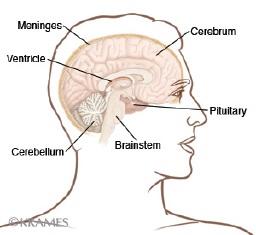 Illustration of the brain indicating the location of the pituitary gland