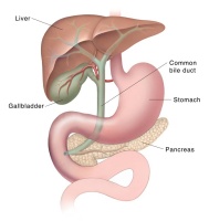 Illustration of the gallbladder and surrounding organs